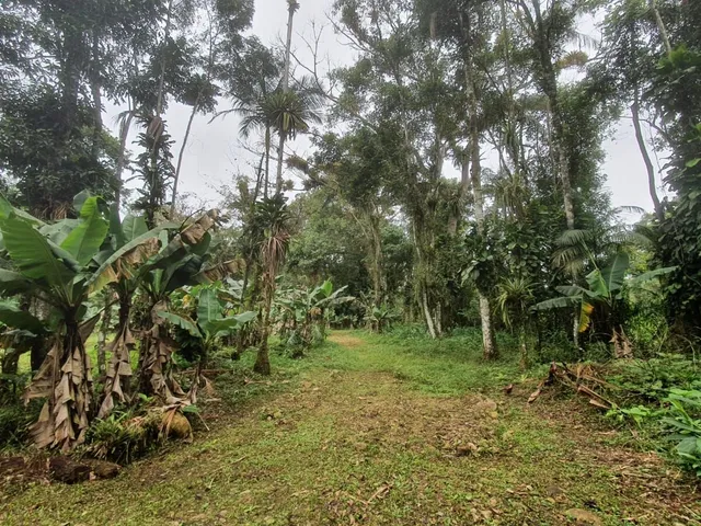 Imagem 7: Área À Venda no Bairro Vila das Palmeiras - Morretes/Pr, Urbana