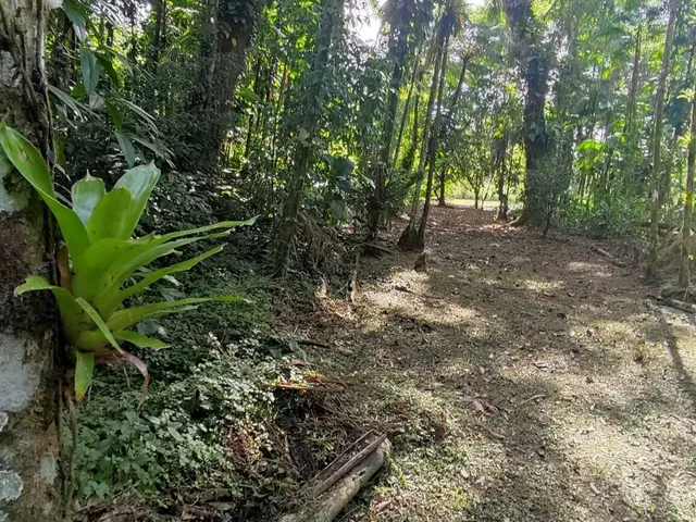 Imagem: Área à venda no bairro Vila das Palmeiras