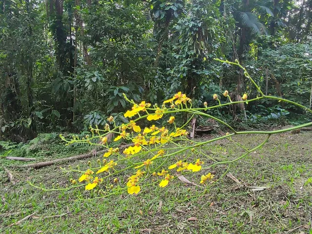 Imagem 14: Área À Venda no Bairro Vila das Palmeiras - Morretes/Pr, Urbana