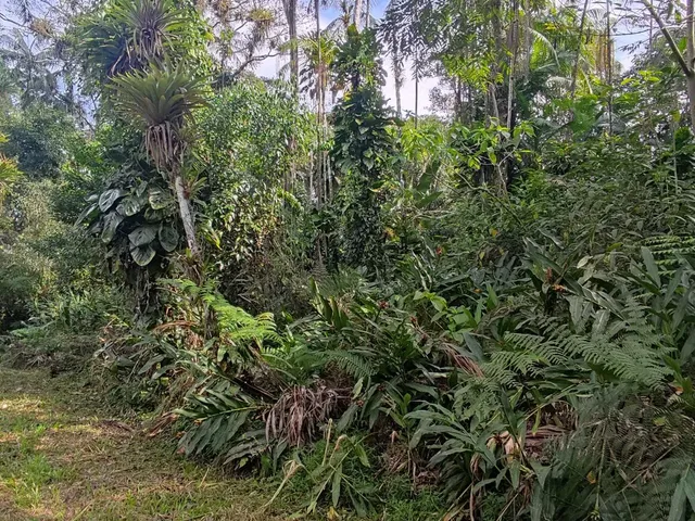 Imagem 8: Área À Venda no Bairro Vila das Palmeiras - Morretes/Pr, Urbana