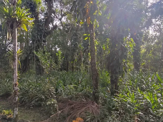 Imagem 4: Área À Venda no Bairro Vila das Palmeiras - Morretes/Pr, Urbana