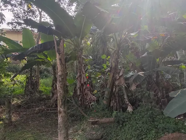 Imagem 13: Área À Venda no Bairro Vila das Palmeiras - Morretes/Pr, Urbana