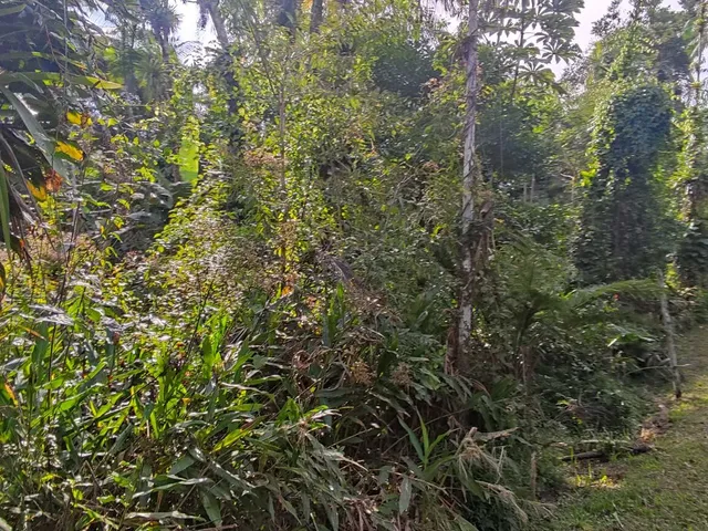 Imagem 15: Área À Venda no Bairro Vila das Palmeiras - Morretes/Pr, Urbana
