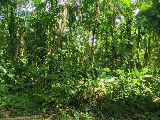 Imagem 2: Área À Venda no Bairro Vila das Palmeiras - Morretes/Pr, Urbana
