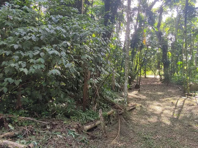 Imagem 12: Área À Venda no Bairro Vila das Palmeiras - Morretes/Pr, Urbana