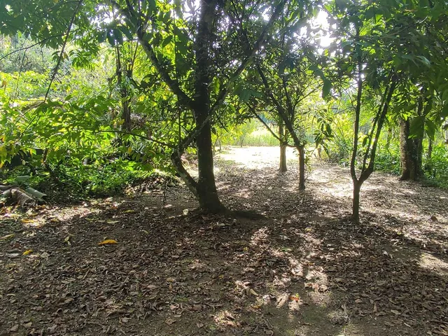 Imagem 5: Área À Venda no Bairro Vila das Palmeiras - Morretes/Pr, Urbana