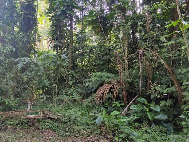 Imagem 11: Área À Venda no Bairro Vila das Palmeiras - Morretes/Pr, Urbana