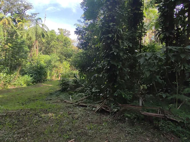 Imagem 3: Área À Venda no Bairro Vila das Palmeiras - Morretes/Pr, Urbana