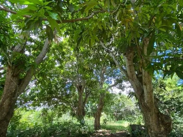 Imagem 9: CHACARA RURAL em Acorizal - Mato Grosso