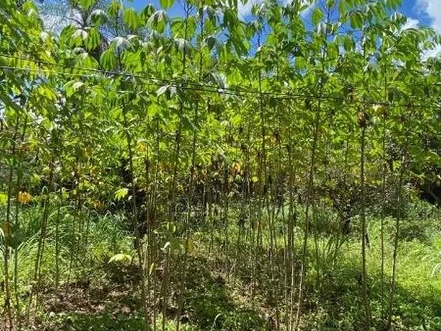 Imagem 2: CHACARA RURAL em Acorizal - Mato Grosso