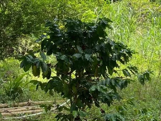 Imagem 8: CHACARA RURAL em Acorizal - Mato Grosso