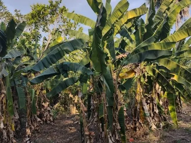 Imagem 11: Chácara de 2 quartos à venda em Varginha-MT, bairro Varginha. 100m², 20 vagas. Confira!