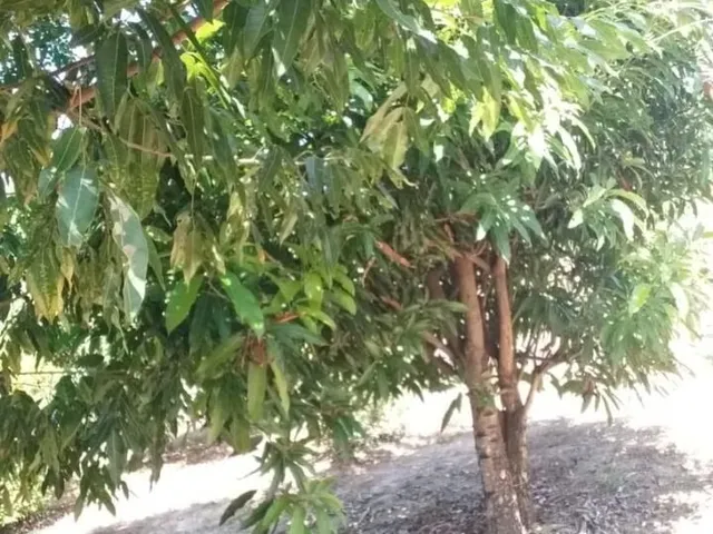 Imagem 7: Chácara Chácara em Encontro das Águas, Esmeraldas/Mg