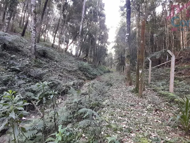 Imagem 2: Chácara 33.000M² - Bugre - Balsa Nova - Pr