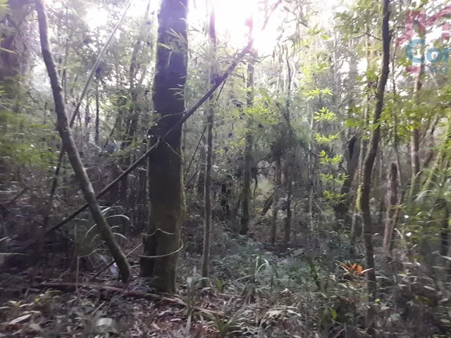 Imagem 10: Chácara 33.000M² - Bugre - Balsa Nova - Pr
