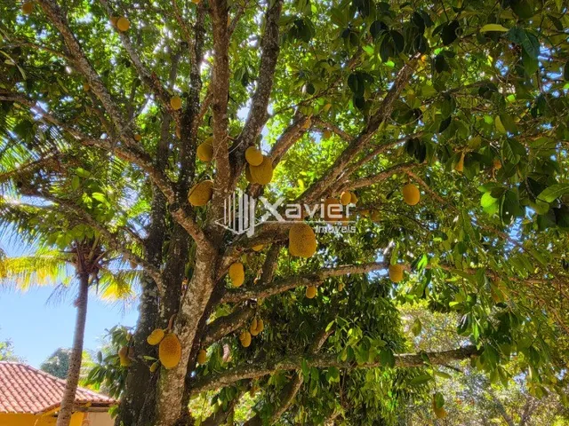 Imagem 14: Chácara à Venda com 5.000 m², Casa, Piscina e Área Gourmet, Próxima ao Termas