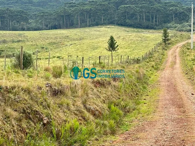 Imagem 15: Vendo Área Rural, com 82 Hectares em Região Turistica em Cambará do Sul Rs