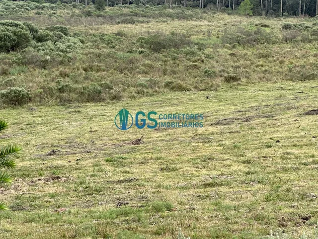 Imagem 4: Vendo Área Rural, com 82 Hectares em Região Turistica em Cambará do Sul Rs