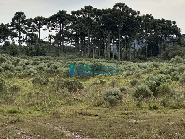 Imagem 9: Vendo Área Rural, com 82 Hectares em Região Turistica em Cambará do Sul Rs