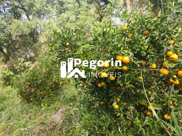 Imagem 2: CHÁCARA EM CAMPO MAGRO 51.000M²