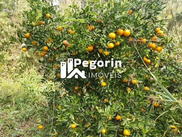 Imagem 3: CHÁCARA EM CAMPO MAGRO 51.000M²