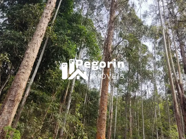 Imagem 5: CHÁCARA EM CAMPO MAGRO 51.000M²