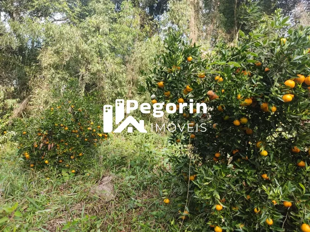 Imagem 6: CHÁCARA EM CAMPO MAGRO 51.000M²