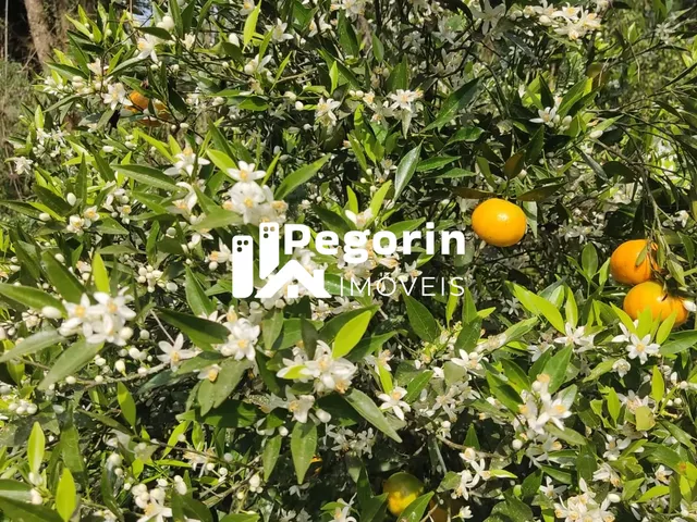 Imagem 7: CHÁCARA EM CAMPO MAGRO 51.000M²