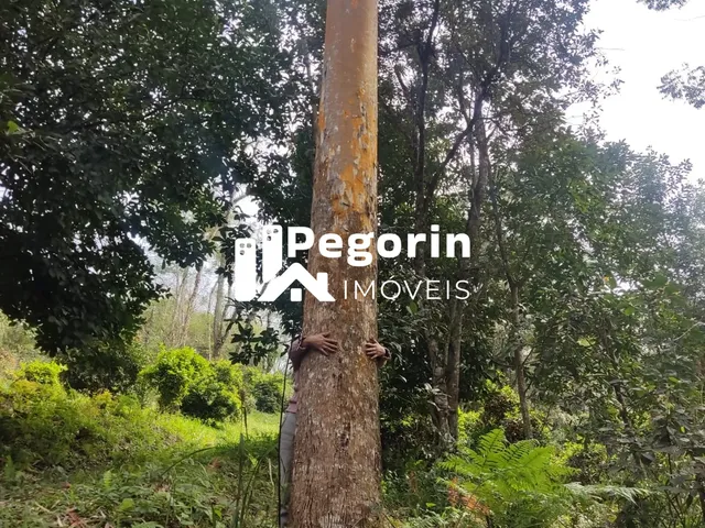 Imagem 8: CHÁCARA EM CAMPO MAGRO 51.000M²