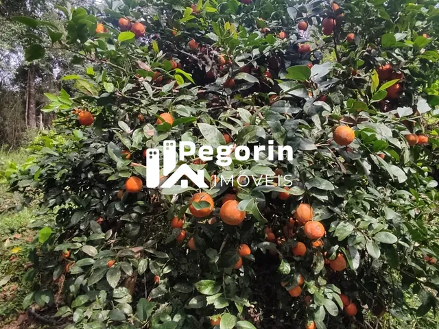 Imagem 9: CHÁCARA EM CAMPO MAGRO 51.000M²