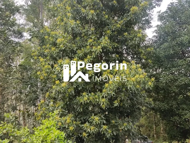 Imagem 10: CHÁCARA EM CAMPO MAGRO 51.000M²