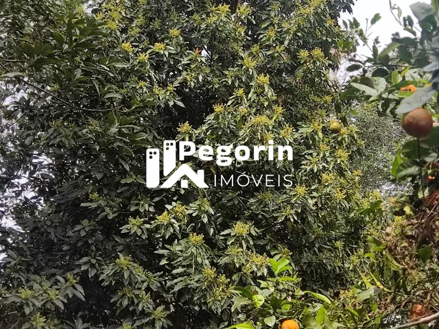 Imagem 11: CHÁCARA EM CAMPO MAGRO 51.000M²