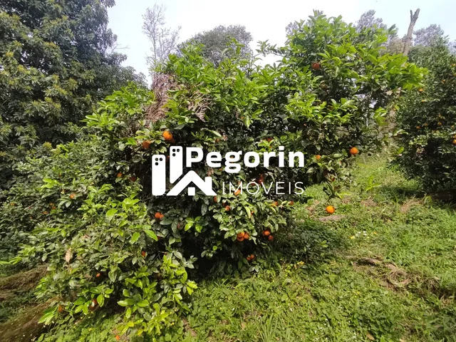 Imagem 12: CHÁCARA EM CAMPO MAGRO 51.000M²