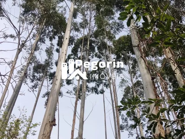 Imagem 13: CHÁCARA EM CAMPO MAGRO 51.000M²