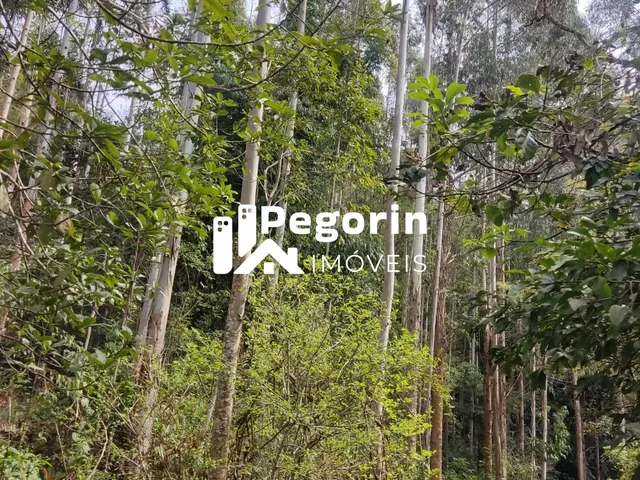 Imagem 15: CHÁCARA EM CAMPO MAGRO 51.000M²