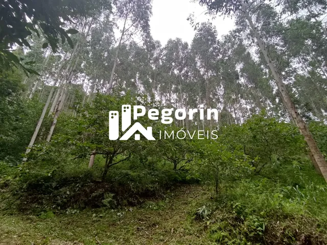 Imagem 16: CHÁCARA EM CAMPO MAGRO 51.000M²