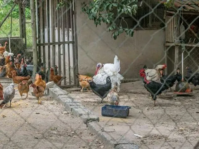 Imagem 13: Sitio/fazenda no condomínio Luxemburgo, com 8 suítes e 6 lagoas