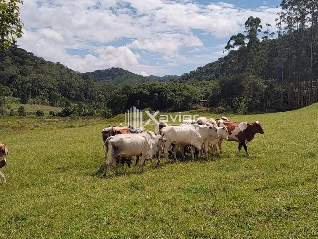 Imagem 15: Terreno 9,6 ha à Venda em Araguaia, Alfredo Chaves/ES