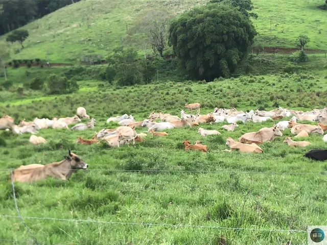 Imagem: Fazenda com 54 Alqueires em Guaratinguetá