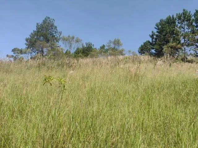 Imagem 8: Terreno em Salesópolis
