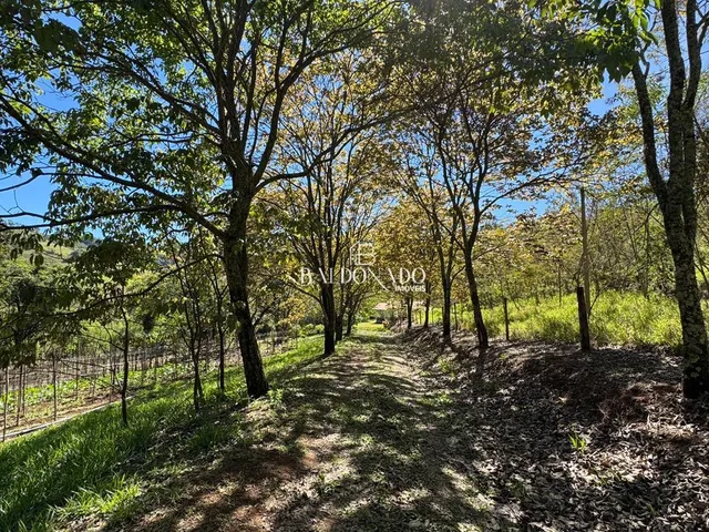 Imagem 7: Sitio a Venda em Toledo Mg com Área Total de 36.000 m, com Cachoeira Particular!