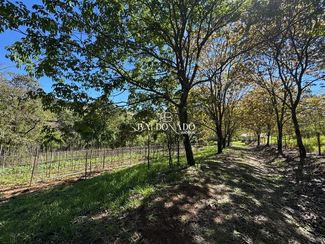 Imagem 8: Sitio a Venda em Toledo Mg com Área Total de 36.000 m, com Cachoeira Particular!