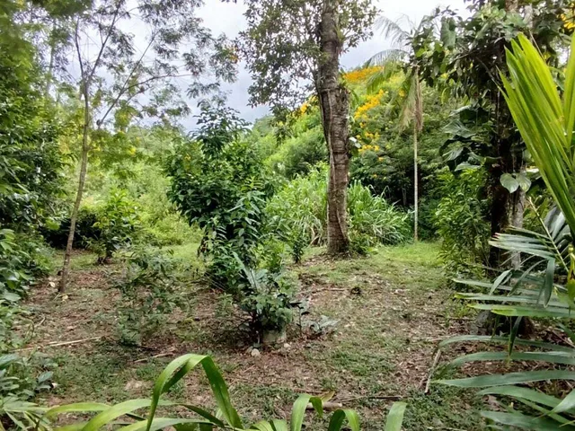 Imagem 5: Lotes a Venda em Morretes