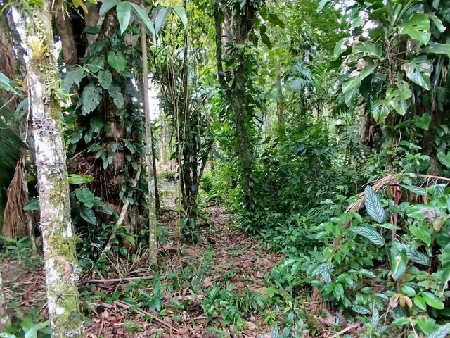 Imagem 3: Lotes a Venda em Morretes