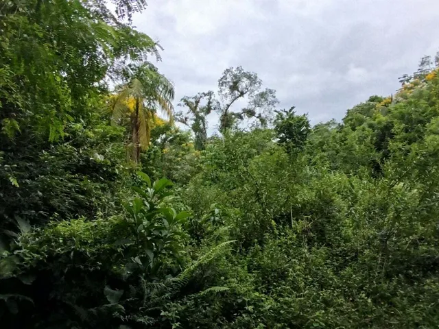Imagem 12: Lotes a Venda em Morretes