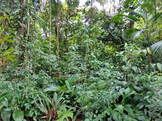 Imagem 11: Lotes a Venda em Morretes