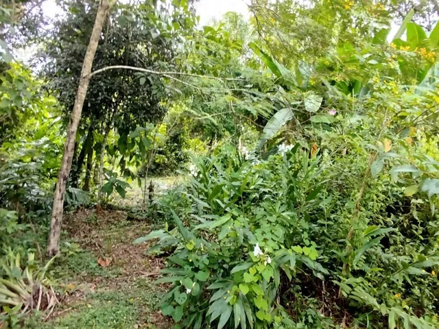 Imagem 9: Lotes a Venda em Morretes