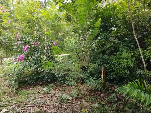 Imagem 13: Lotes a Venda em Morretes