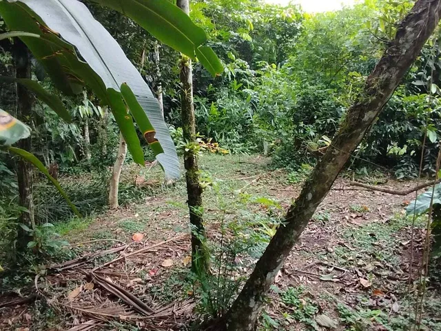 Imagem 15: Lotes a Venda em Morretes