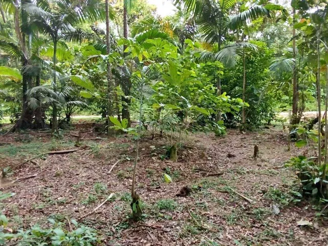 Imagem 10: Lotes a Venda em Morretes